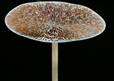 Fiore di farfalla(1983)