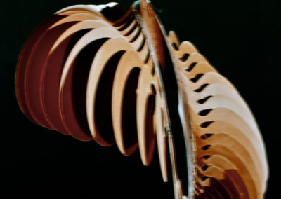 Evoluzione deformante (1988)